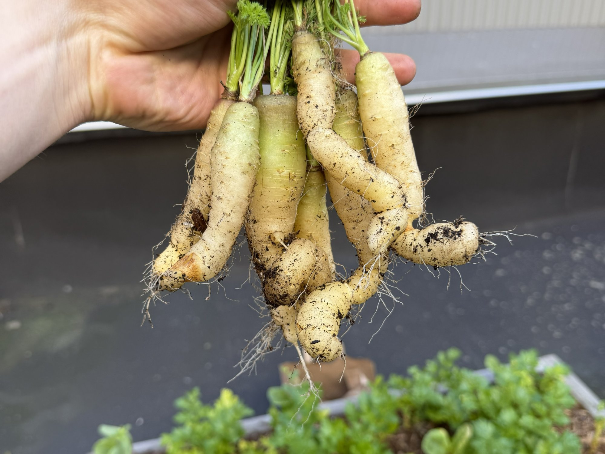 Rooftop Carrot Harvest