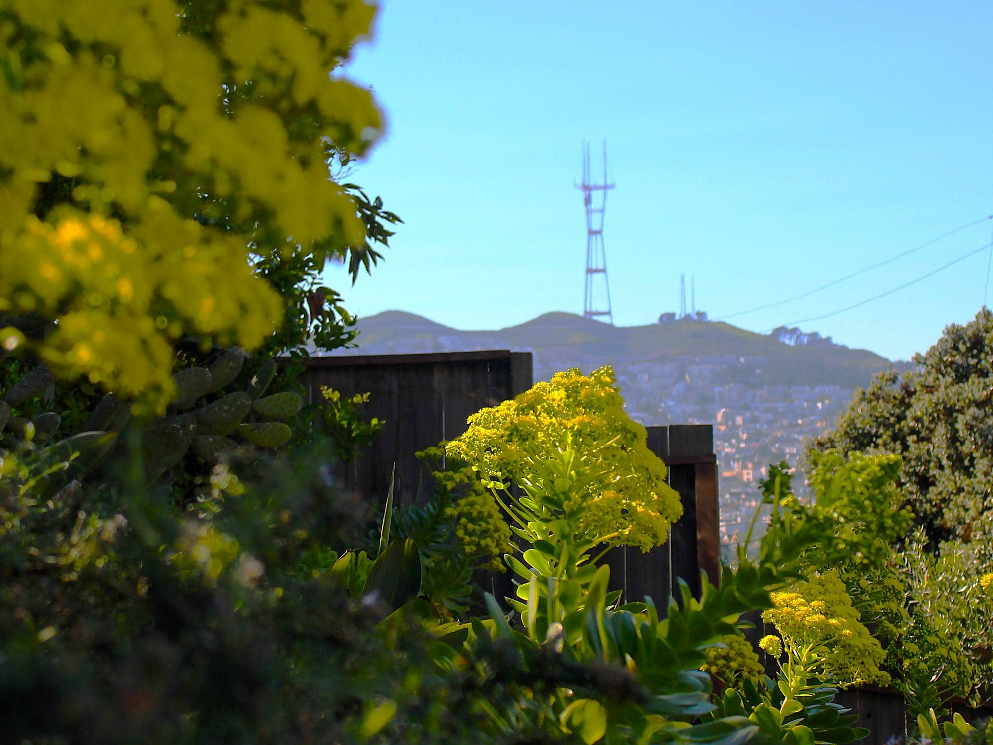 Drought-Resistant Landscapes