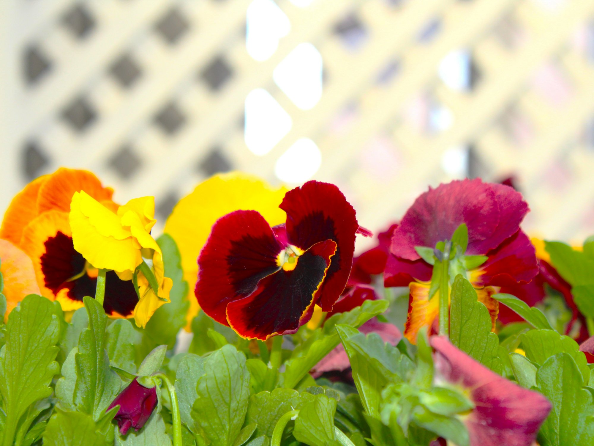 Edible Flowers