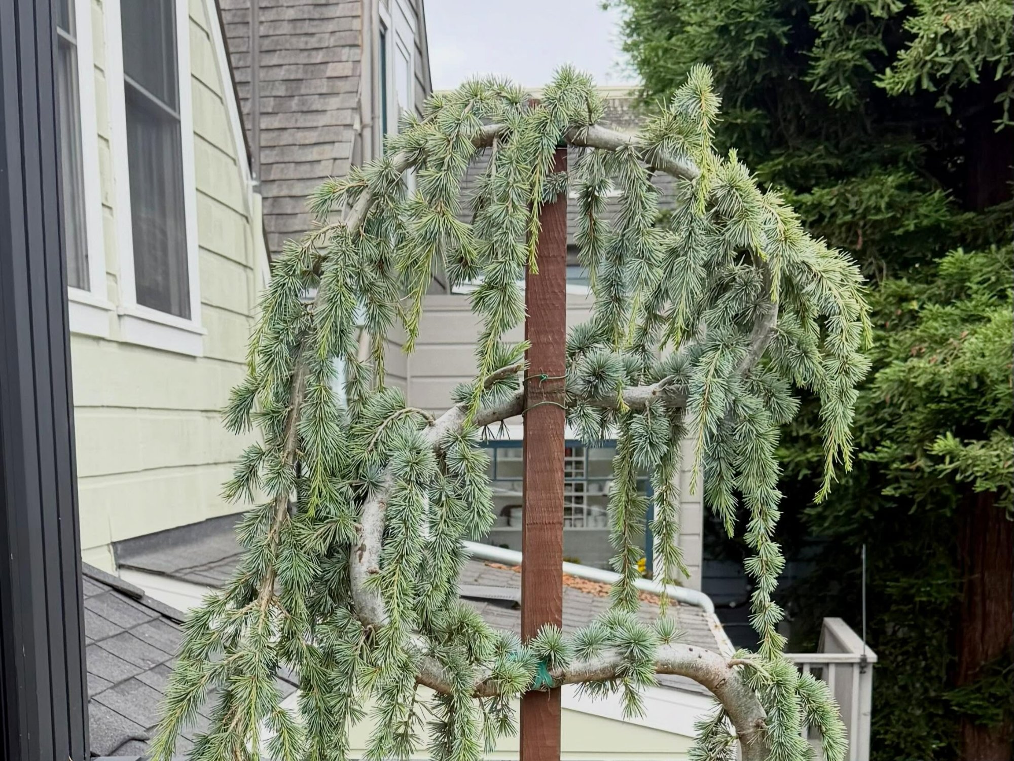 Weeping Blue Atlas Cedar Installation