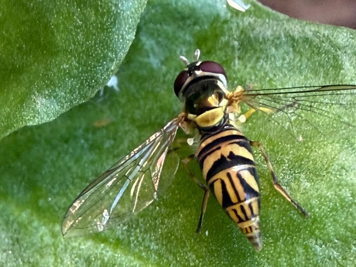 Is it a bee? A wasp? NO! It’s a hoverfly!