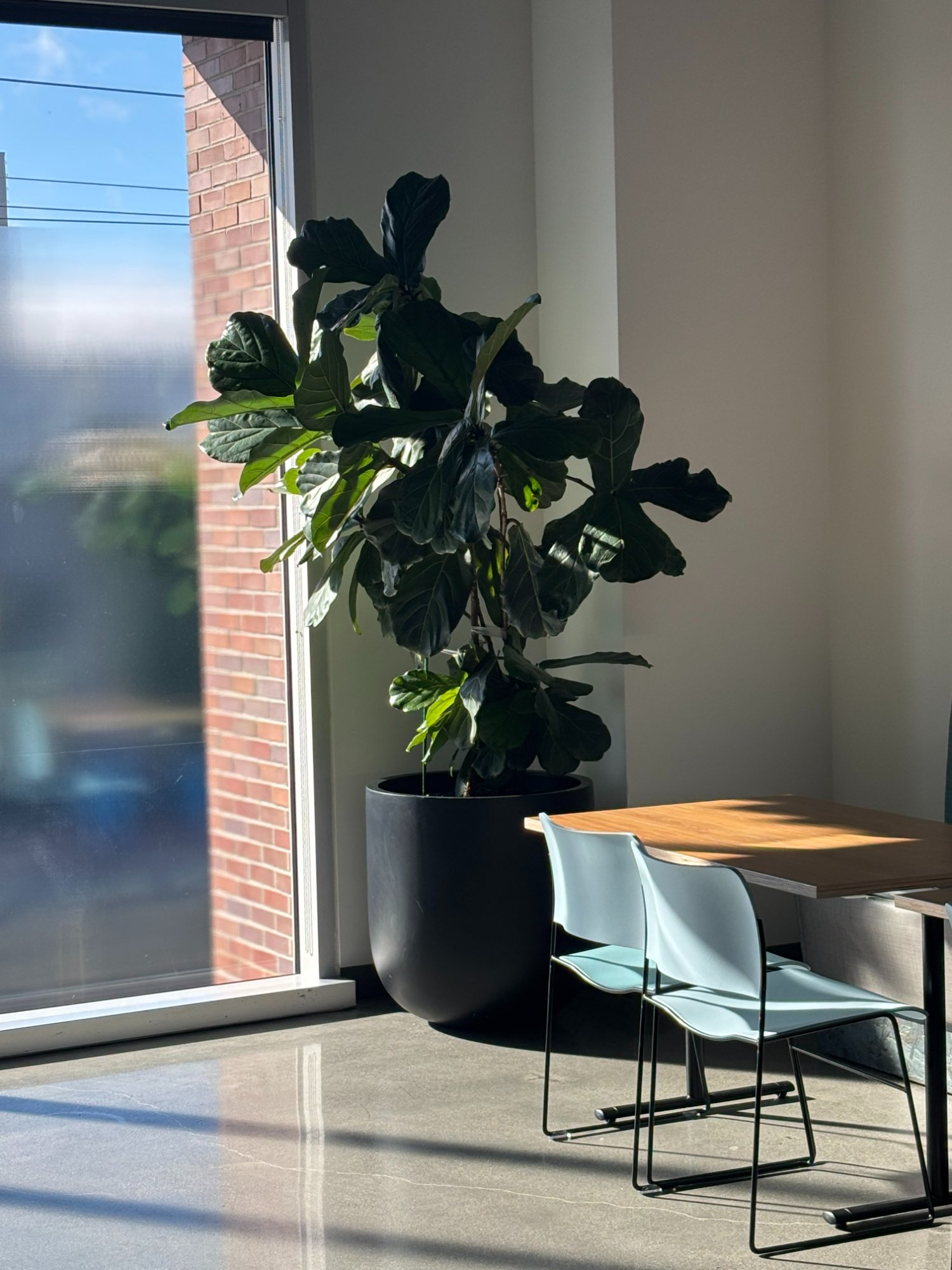 Fiddle Leaf Fig