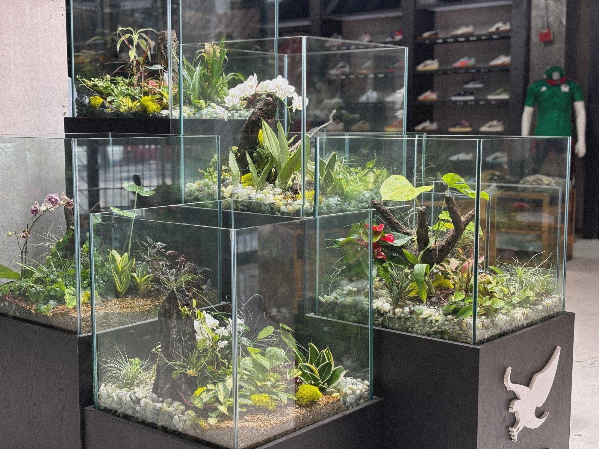 Terrarium Display