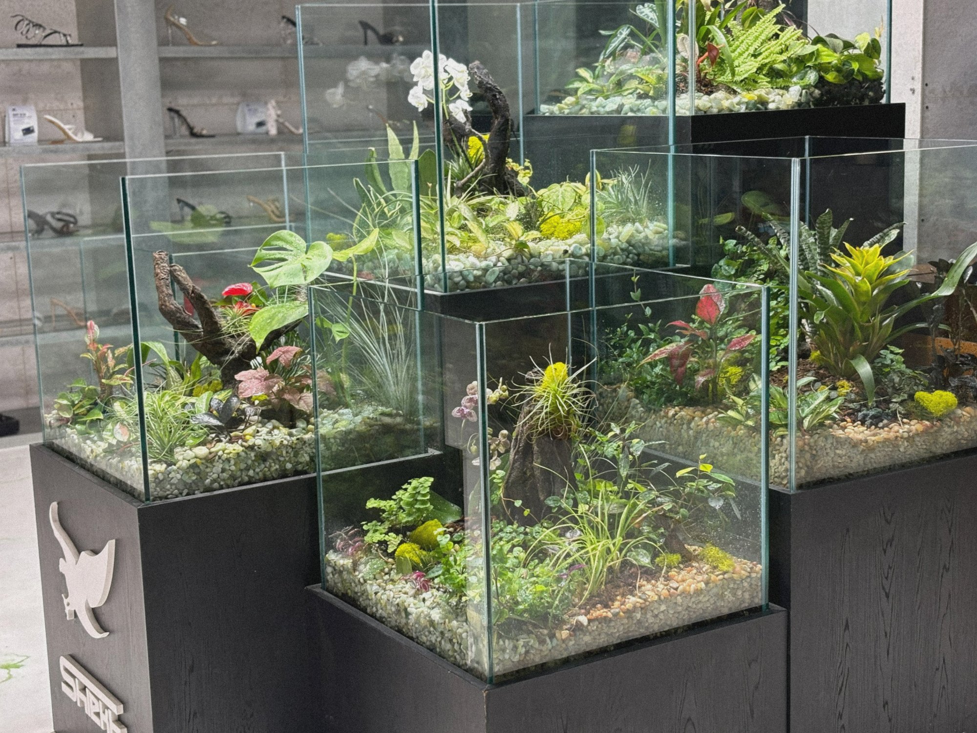 Terrarium Display