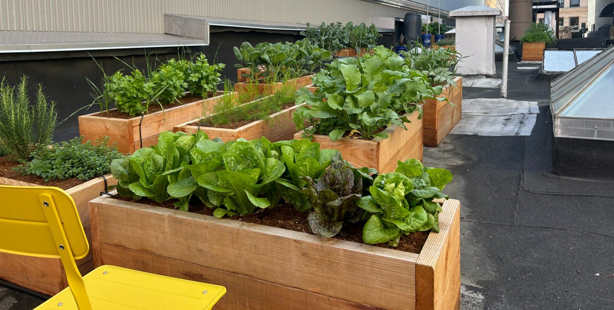 Rooftop Garden