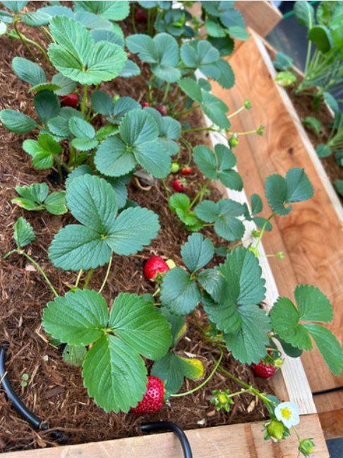 Rooftop Garden