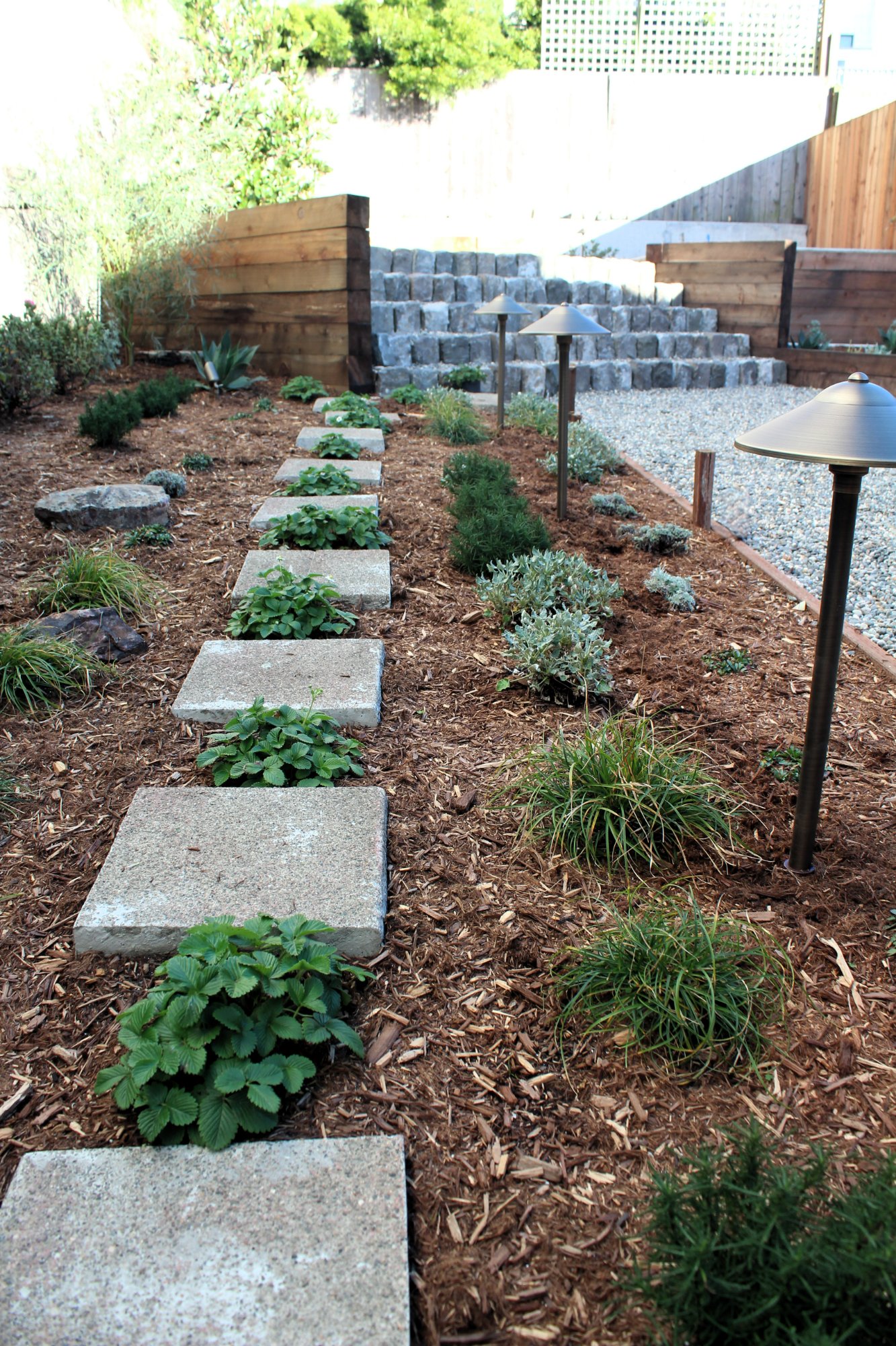 Modern Backyard with CA Natives