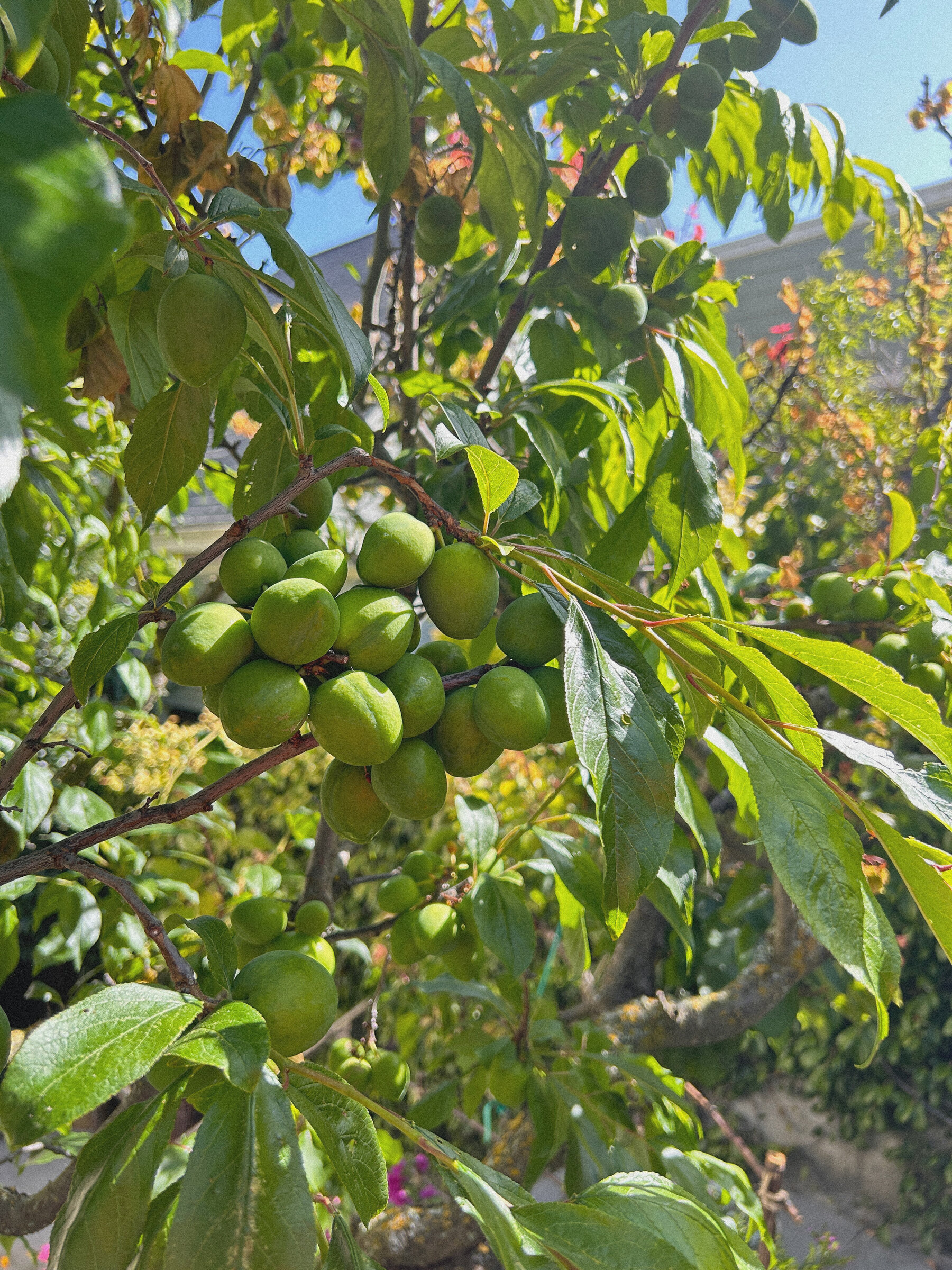 Top 5 Native Plants for SF Gardens