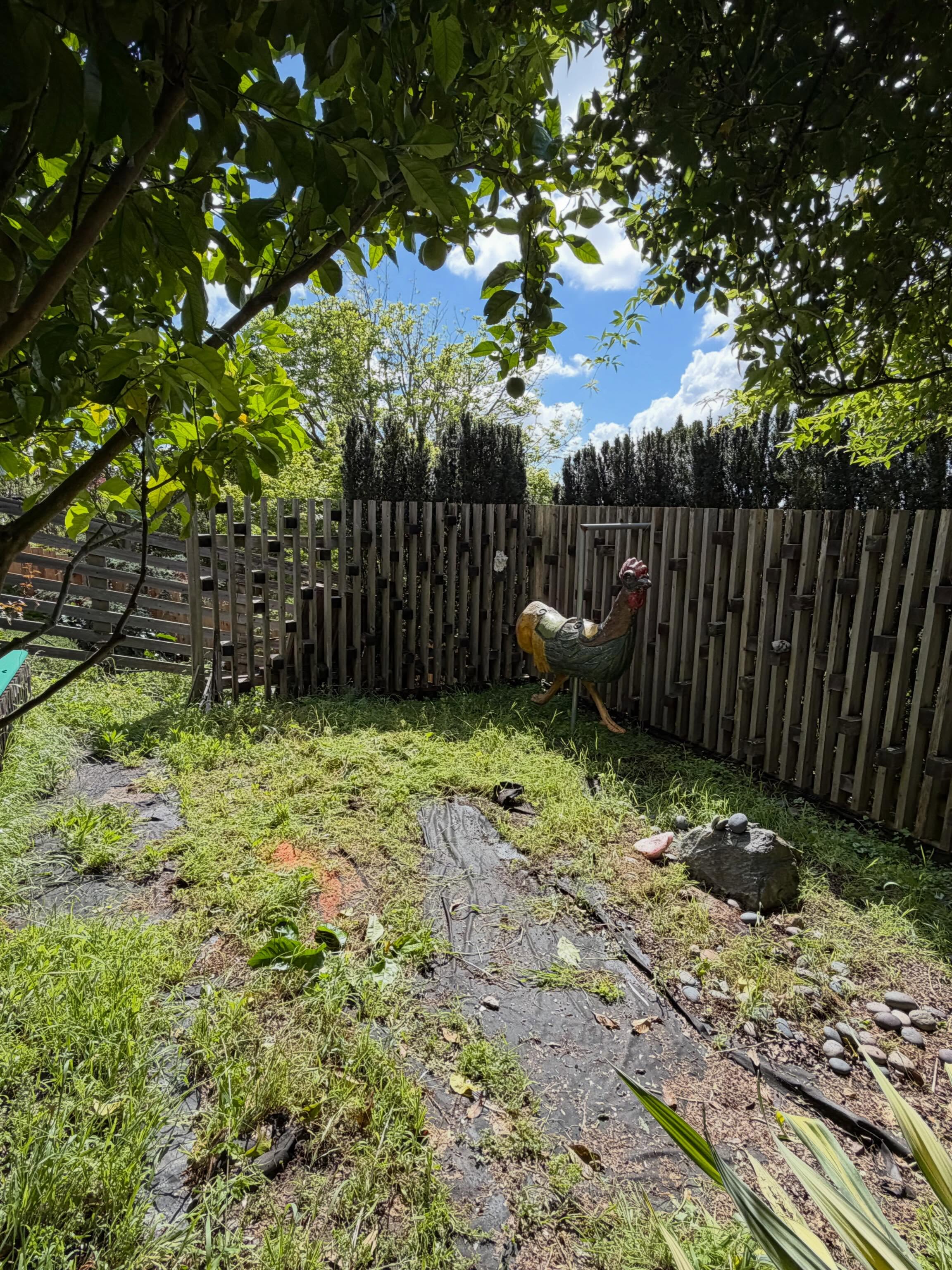 Our new friend 🐓 asked us for a backyard remodel … here’s what we created in ju