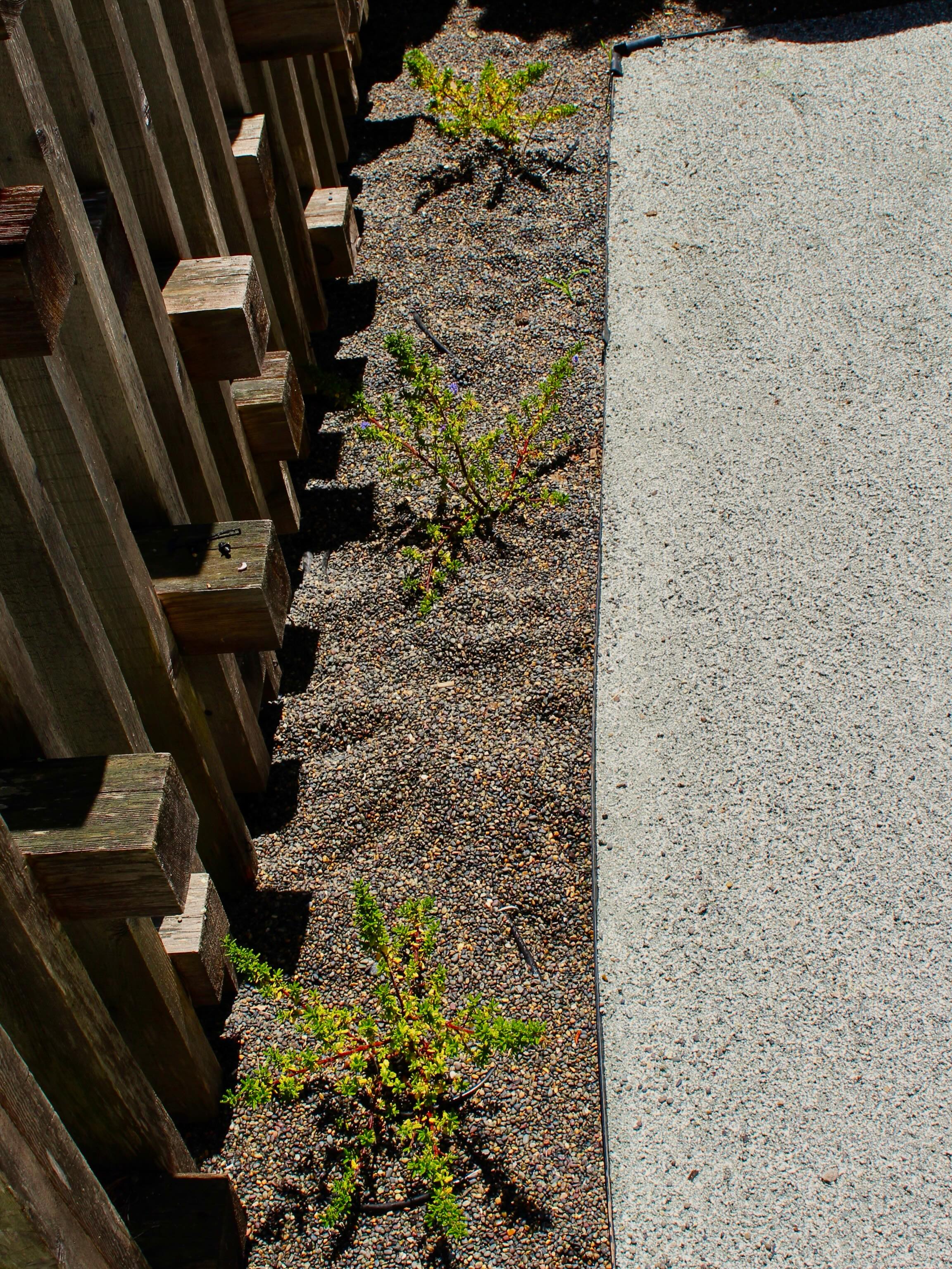 Our new friend 🐓 asked us for a backyard remodel … here’s what we created in ju