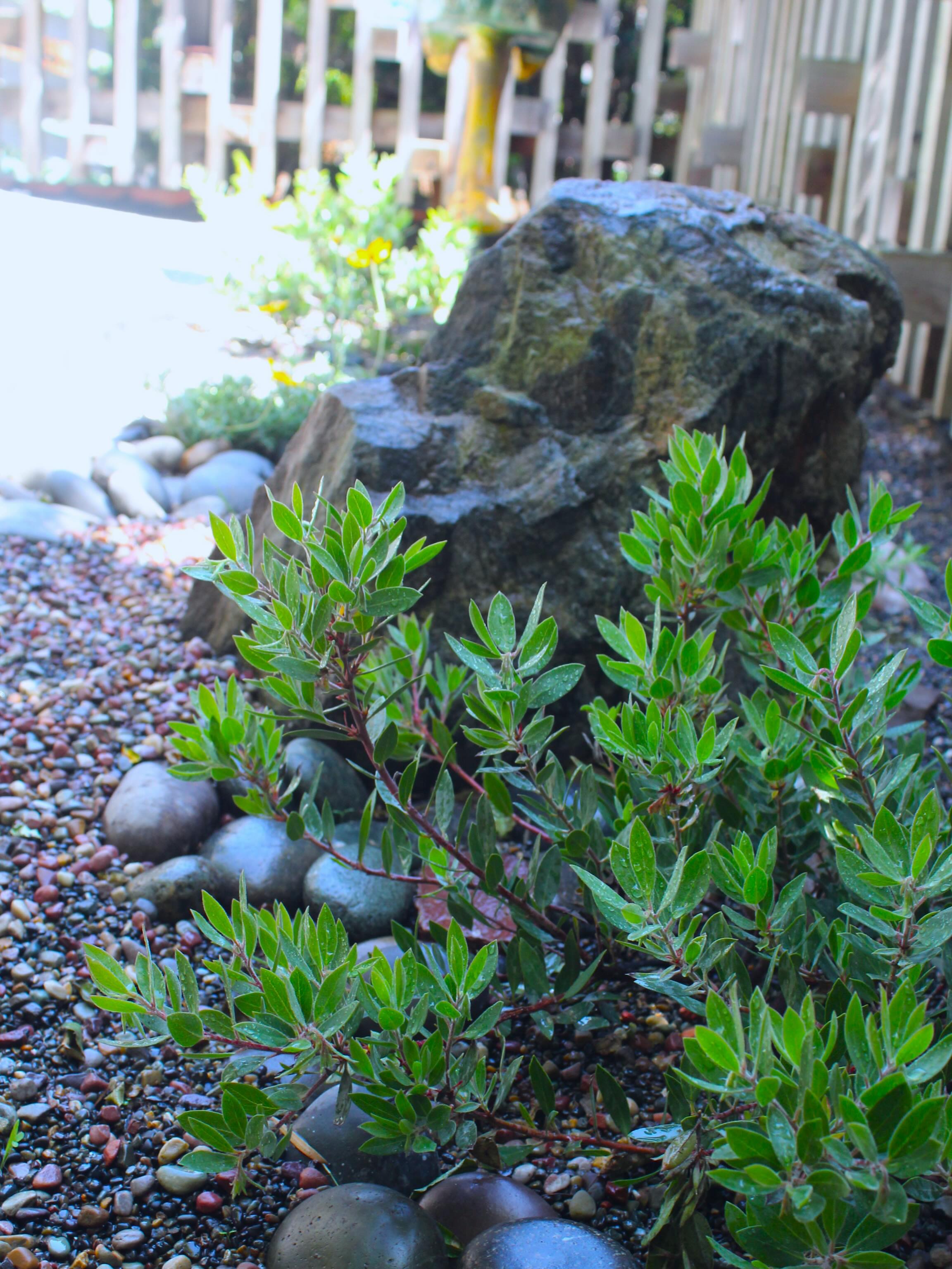 Our new friend 🐓 asked us for a backyard remodel … here’s what we created in ju