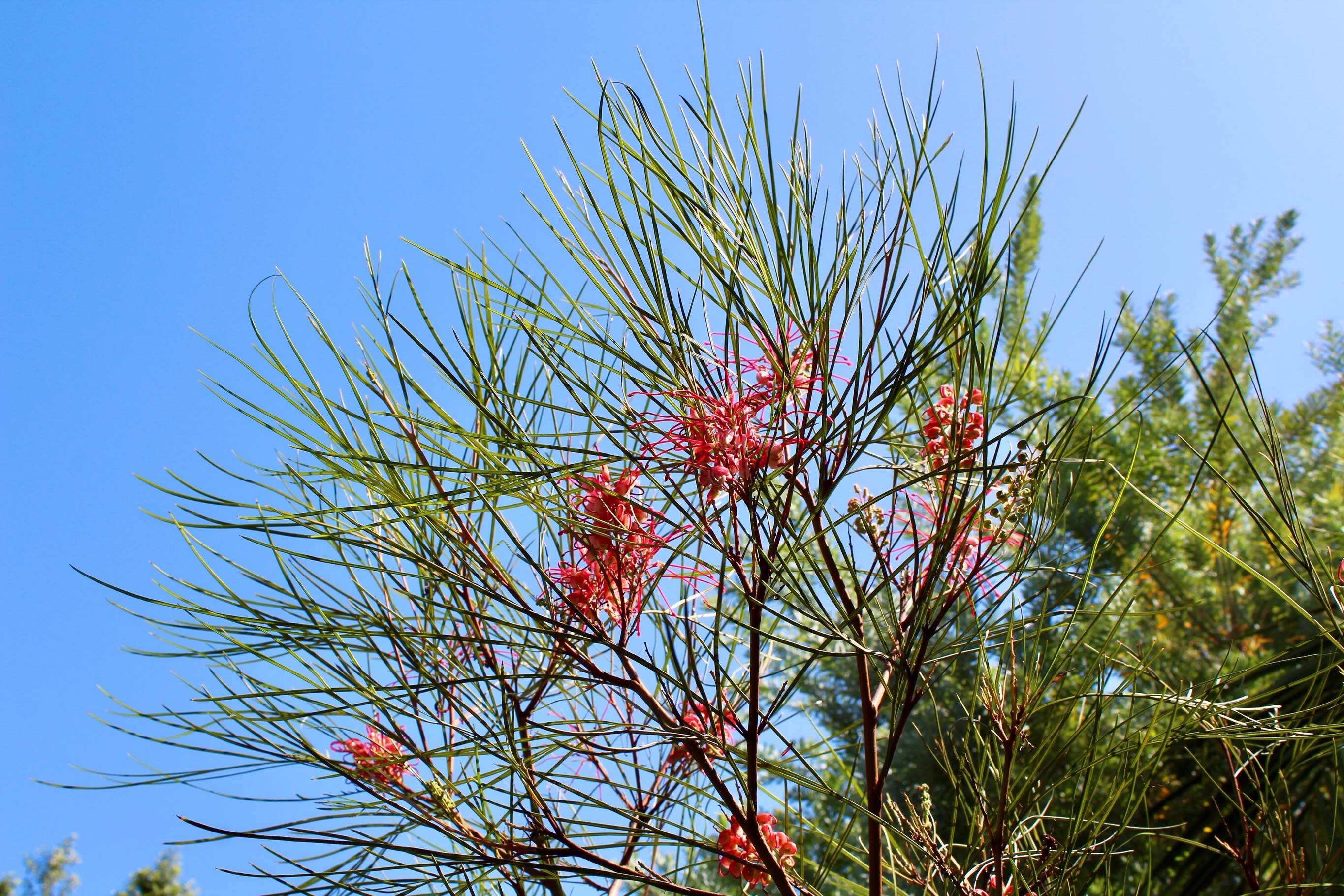 Grevillea!