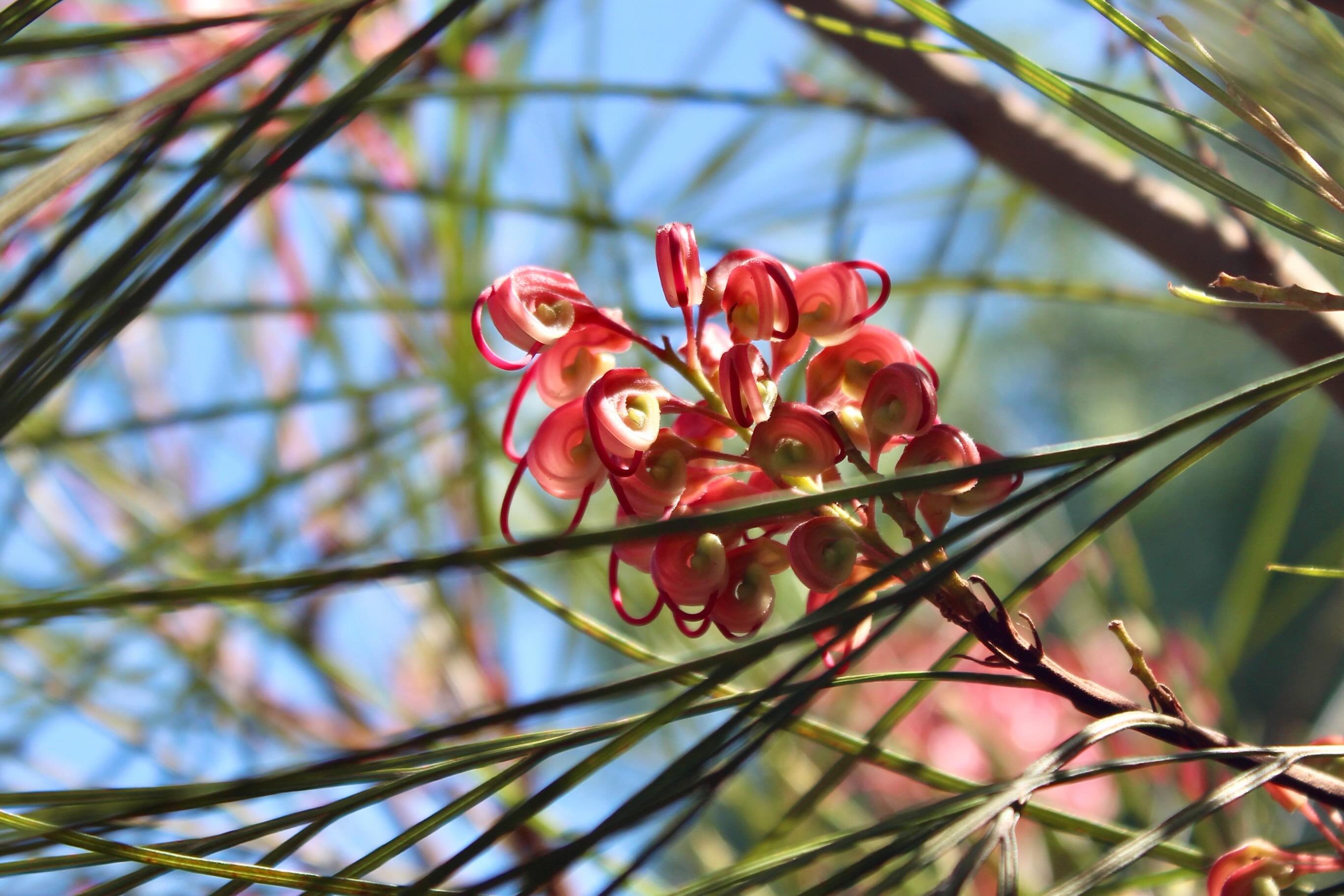 Just taking a moment in the sun 🌞 to appreciate this stunning Grevillea!