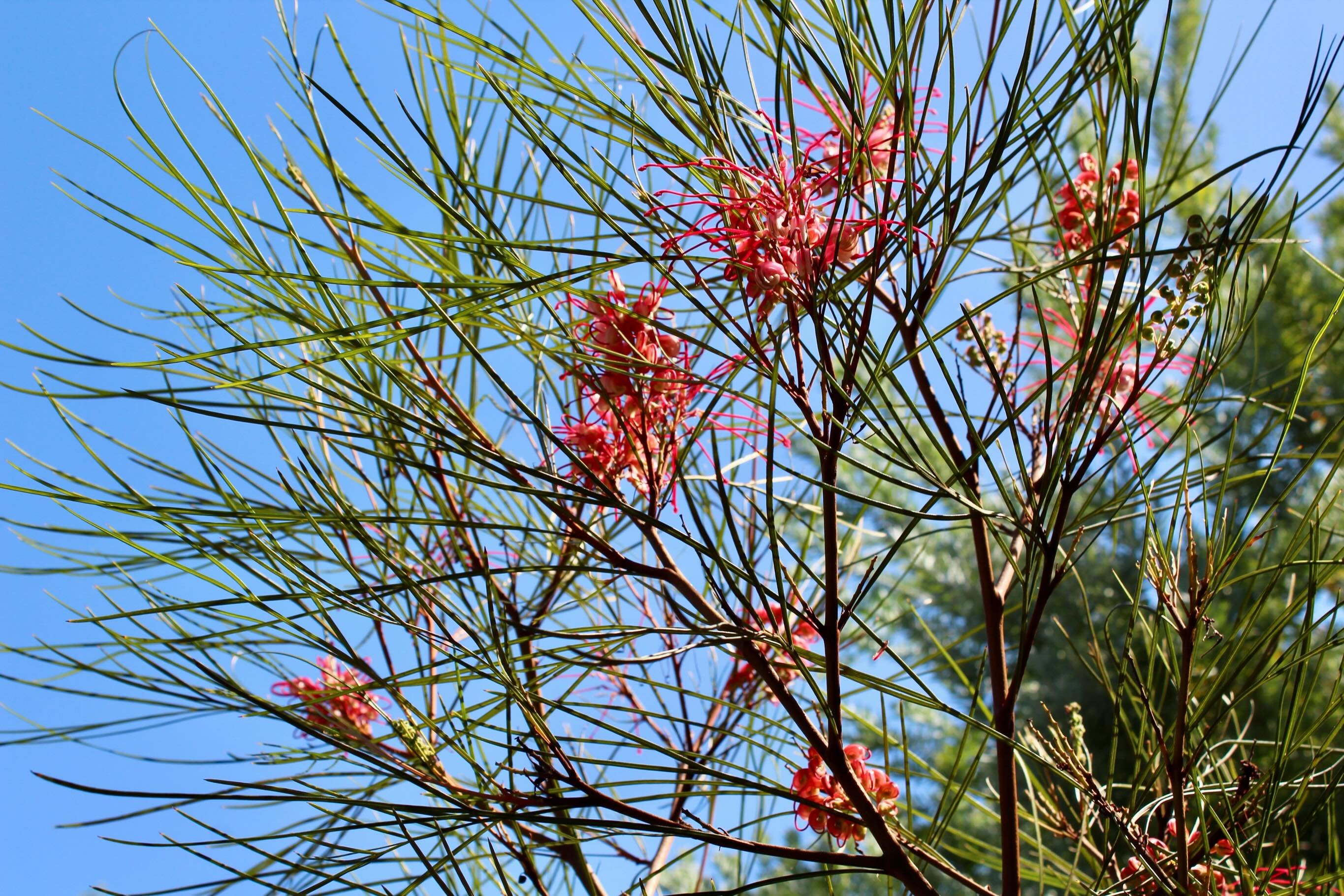 Just taking a moment in the sun 🌞 to appreciate this stunning Grevillea!