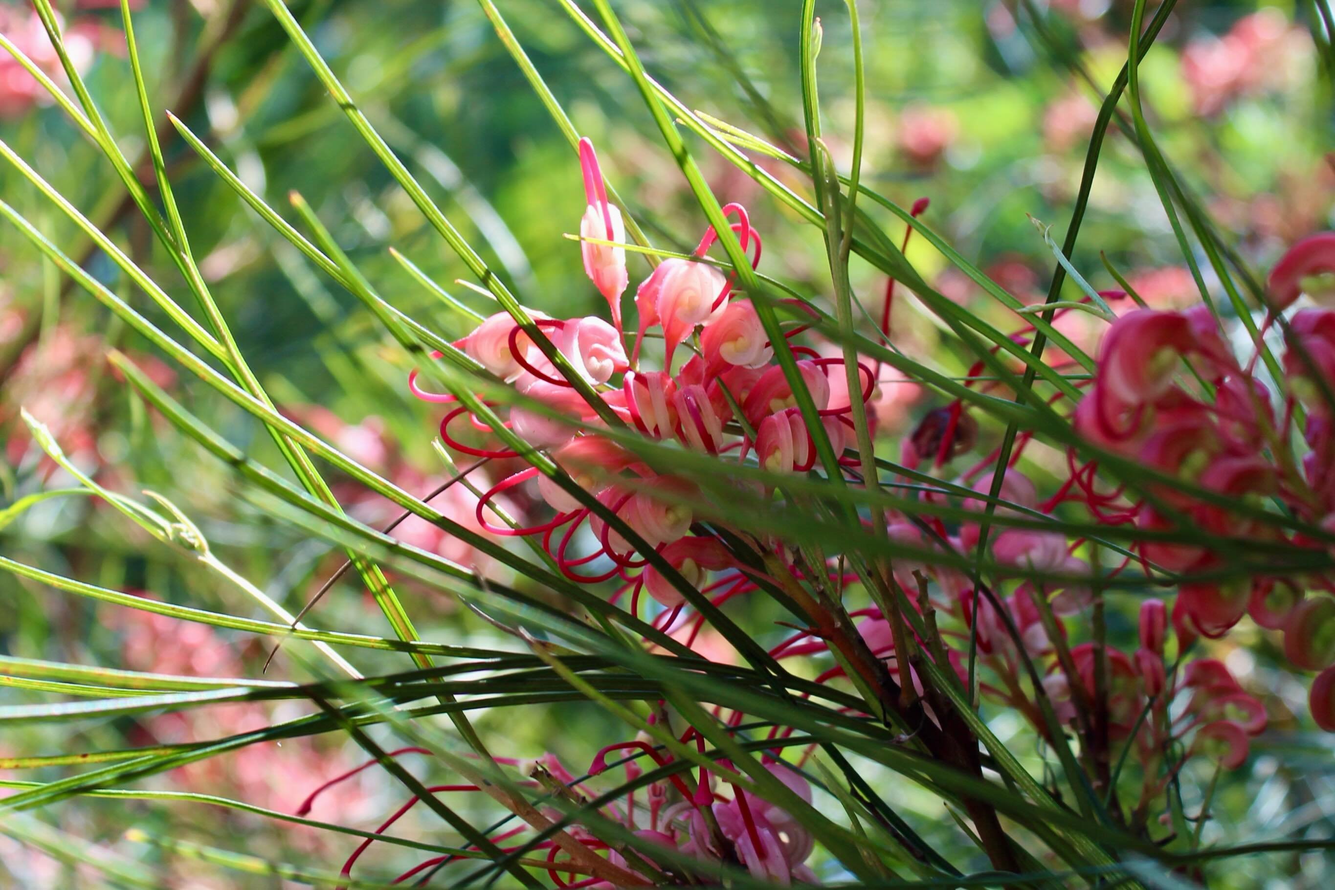 Just taking a moment in the sun 🌞 to appreciate this stunning Grevillea!