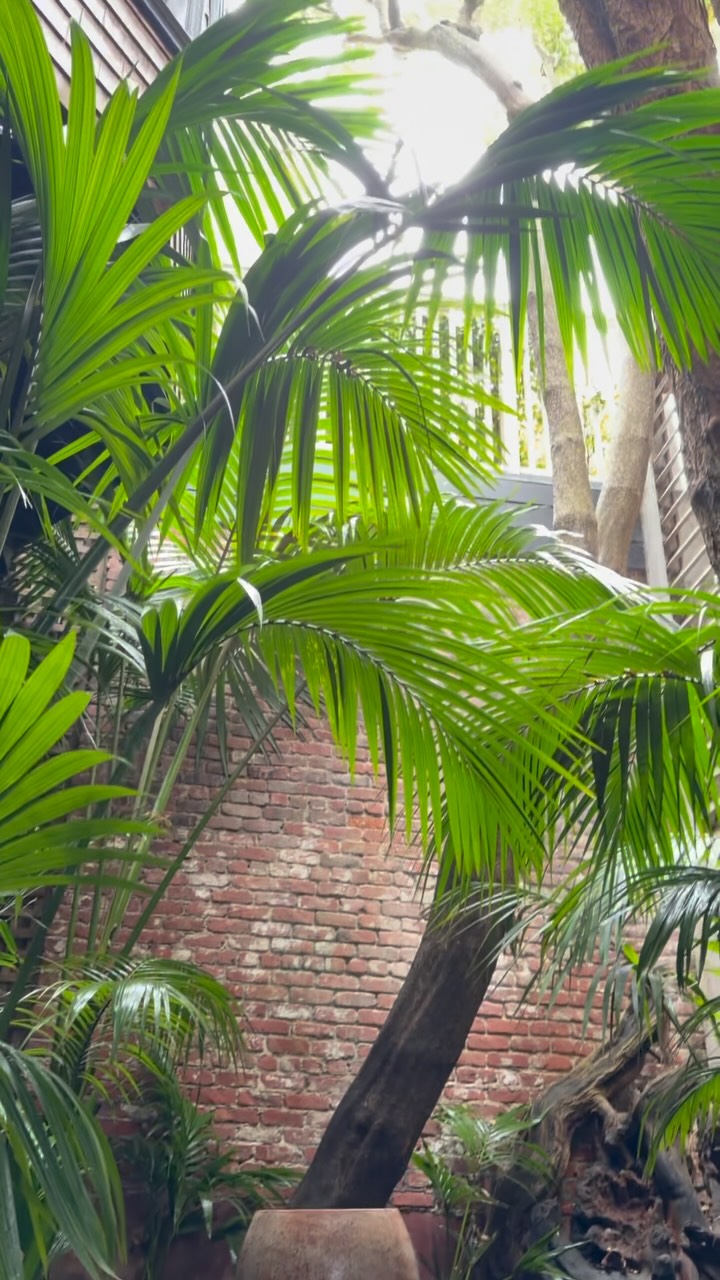 Welcome back to our Kentia palm oasis!!
