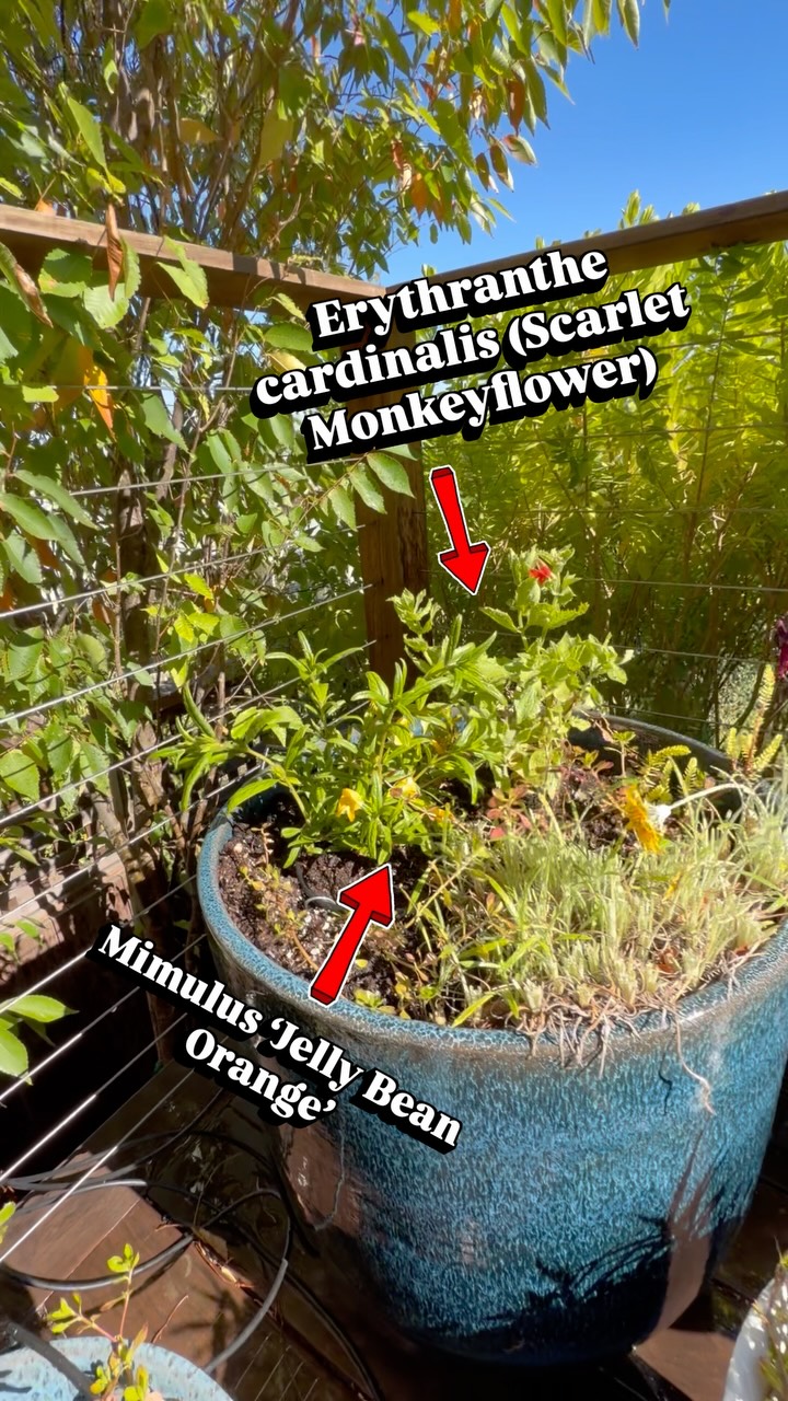 California Natives and Drought Tolerant Planters!