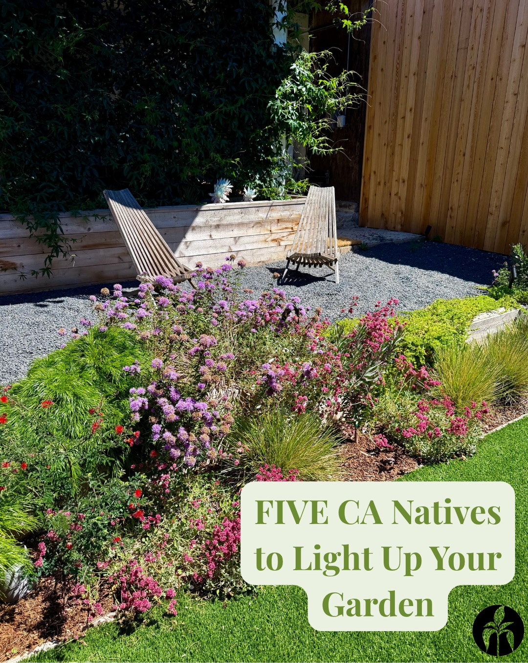 Five CA natives that thrive in August