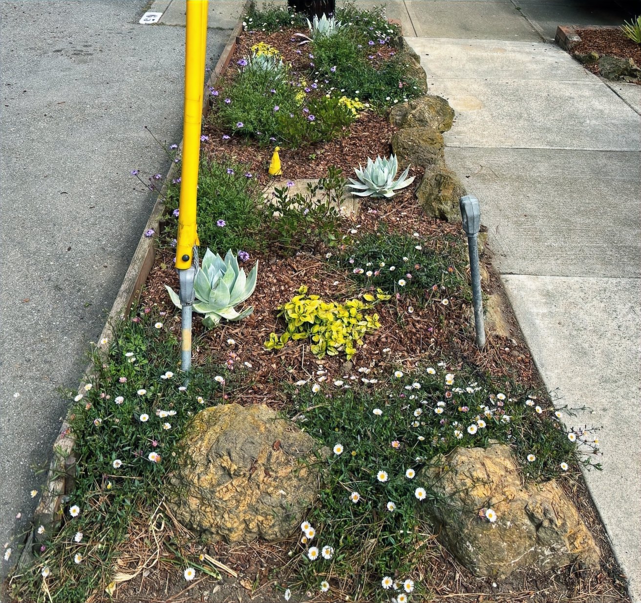 Gopher-Proof Sidewalk Garden